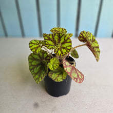 Load image into Gallery viewer, #R82 Begonia Cowardly Lion