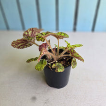 Load image into Gallery viewer, #R82 Begonia Cowardly Lion