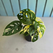 Load image into Gallery viewer, #R7 Two x Headed Variegated Monstera Adansonii