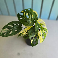 Load image into Gallery viewer, #R7 Two x Headed Variegated Monstera Adansonii