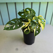 Load image into Gallery viewer, #R7 Two x Headed Variegated Monstera Adansonii