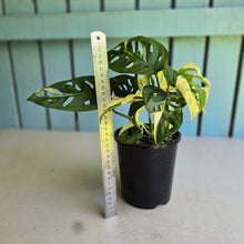 Load image into Gallery viewer, #R7 Two x Headed Variegated Monstera Adansonii