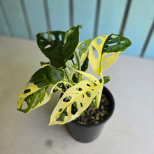 Load image into Gallery viewer, #R7 Two x Headed Variegated Monstera Adansonii