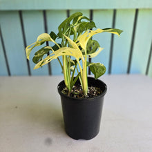 Load image into Gallery viewer, #R7 Two x Headed Variegated Monstera Adansonii
