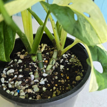 Load image into Gallery viewer, #R7 Two x Headed Variegated Monstera Adansonii