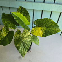 Load image into Gallery viewer, #RB5 Variegated Alocasia Gageana - With Pup