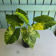 Load image into Gallery viewer, #RB5 Variegated Alocasia Gageana - With Pup