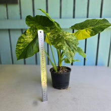 Load image into Gallery viewer, #RB5 Variegated Alocasia Gageana - With Pup