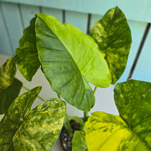 Load image into Gallery viewer, #RB5 Variegated Alocasia Gageana - With Pup