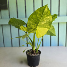 Load image into Gallery viewer, #RB5 Variegated Alocasia Gageana - With Pup