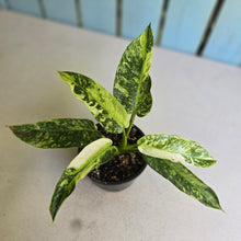 Load image into Gallery viewer, #D73 Philodendron Jose Buono