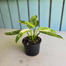 Load image into Gallery viewer, #D73 Philodendron Jose Buono