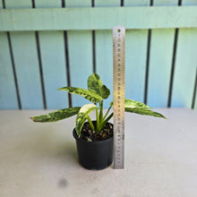 Load image into Gallery viewer, #D73 Philodendron Jose Buono