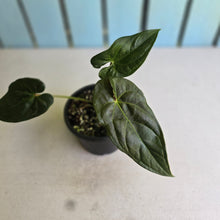 Load image into Gallery viewer, #R221 Anthurium Guatemalan x