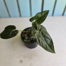 Load image into Gallery viewer, #R221 Anthurium Guatemalan x
