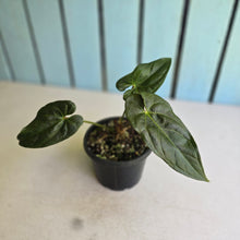 Load image into Gallery viewer, #R221 Anthurium Guatemalan x