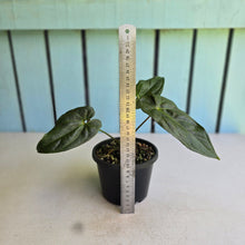 Load image into Gallery viewer, #R221 Anthurium Guatemalan x