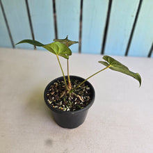 Load image into Gallery viewer, #R221 Anthurium Guatemalan x