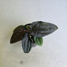 Load image into Gallery viewer, #RD38 Anthurium Papillilaminum x (Luxurians x Radicans)