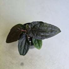 Load image into Gallery viewer, #RD38 Anthurium Papillilaminum x (Luxurians x Radicans)