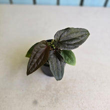 Load image into Gallery viewer, #RD38 Anthurium Papillilaminum x (Luxurians x Radicans)