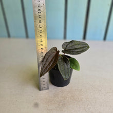 Load image into Gallery viewer, #RD38 Anthurium Papillilaminum x (Luxurians x Radicans)