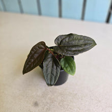 Load image into Gallery viewer, #RD38 Anthurium Papillilaminum x (Luxurians x Radicans)