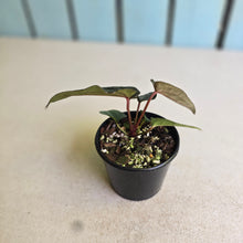 Load image into Gallery viewer, #RD38 Anthurium Papillilaminum x (Luxurians x Radicans)