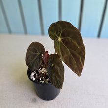 Load image into Gallery viewer, #RD48 Begonia Burkillii Dark Form