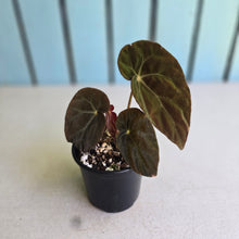 Load image into Gallery viewer, #RD48 Begonia Burkillii Dark Form
