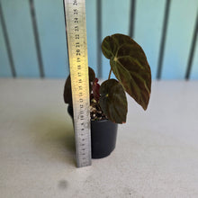 Load image into Gallery viewer, #RD48 Begonia Burkillii Dark Form