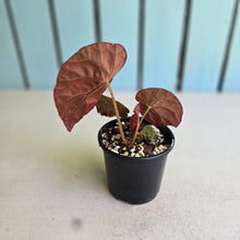 Load image into Gallery viewer, #RD48 Begonia Burkillii Dark Form