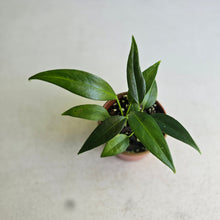 Load image into Gallery viewer, #R39 Two x Headed Anthurium Rupicola