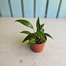 Load image into Gallery viewer, #R39 Two x Headed Anthurium Rupicola