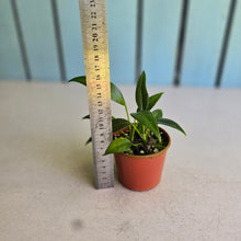 Load image into Gallery viewer, #R39 Two x Headed Anthurium Rupicola
