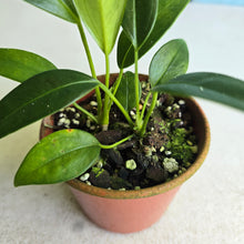 Load image into Gallery viewer, #R39 Two x Headed Anthurium Rupicola