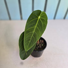 Load image into Gallery viewer, #RD10 Anthurium Purple Mama