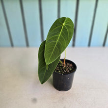 Load image into Gallery viewer, #RD10 Anthurium Purple Mama