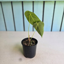 Load image into Gallery viewer, #RD10 Anthurium Purple Mama