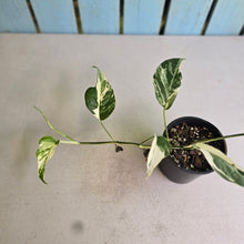 Load image into Gallery viewer, #D94 Variegated Epipremnum Pinnatum