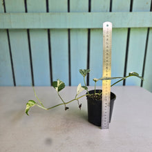 Load image into Gallery viewer, #D94 Variegated Epipremnum Pinnatum