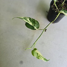 Load image into Gallery viewer, #D94 Variegated Epipremnum Pinnatum