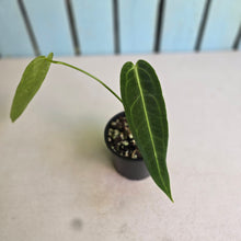 Load image into Gallery viewer, #R105 Anthurium Warocqueanum - Normal Form