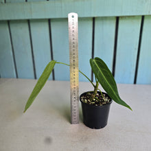 Load image into Gallery viewer, #R105 Anthurium Warocqueanum - Normal Form