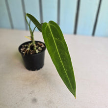 Load image into Gallery viewer, #R105 Anthurium Warocqueanum - Normal Form