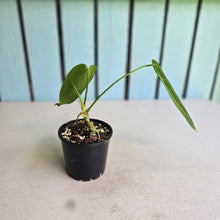 Load image into Gallery viewer, #R105 Anthurium Warocqueanum - Normal Form