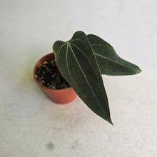Load image into Gallery viewer, #RB8 Anthurium NOID x Warocqueanum