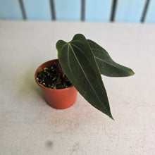 Load image into Gallery viewer, #RB8 Anthurium NOID x Warocqueanum