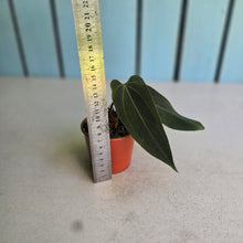 Load image into Gallery viewer, #RB8 Anthurium NOID x Warocqueanum