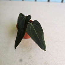 Load image into Gallery viewer, #RB8 Anthurium NOID x Warocqueanum